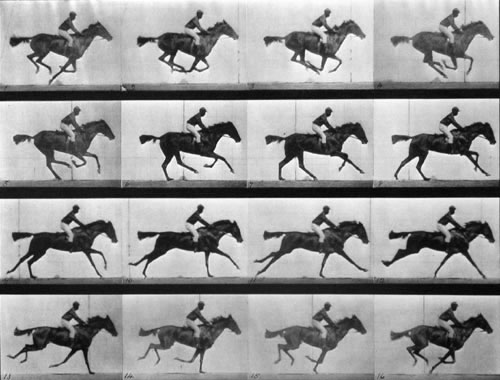 Muybridge : Le galop de daisy